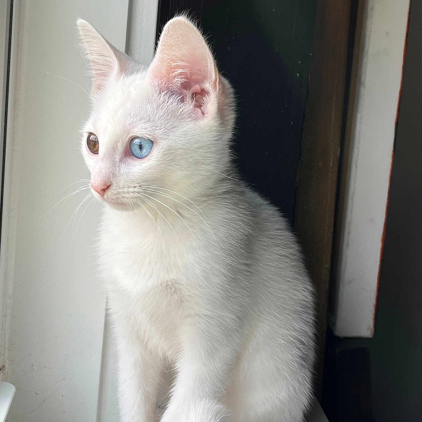 Boo is registered to the contest to win money with this photo: cat, kitten, white_fur, heterochromia, blue_eye, golden_eye, sitting, windowsill, window, indoor, portrait, closeup, animal, pet, whiskers, pointed_ears, fluffy, natural_light, white_background, curious