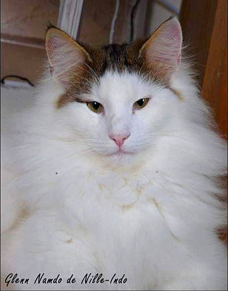 Glenn Namdo a rejoint le concours — aidez-le/la à gagner de superbes lots ! carnivore, cat, domestic_short_haired_cat, felidae, fur, iris, rectangle, small_to_medium_sized_cats, snout, whiskers, window