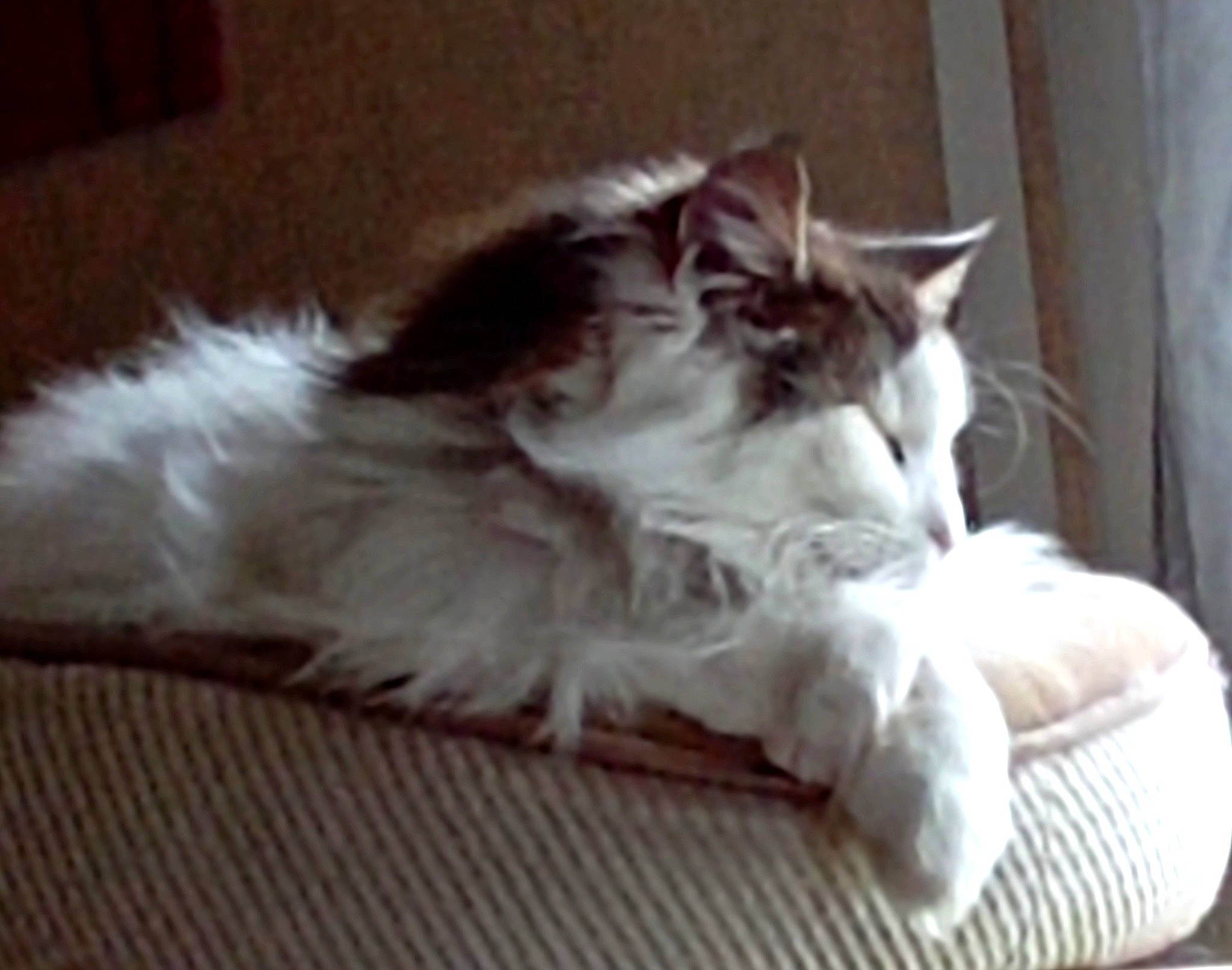 Glenn Namdo participe au concours pour gagner de l'argent avec cette photo : carnivore, cat, claw, comfort, domestic_short_haired_cat, felidae, flooring, fur, grey, hardwood, nap, paw, ragdoll, sleep, small_to_medium_sized_cats, tail, whiskers