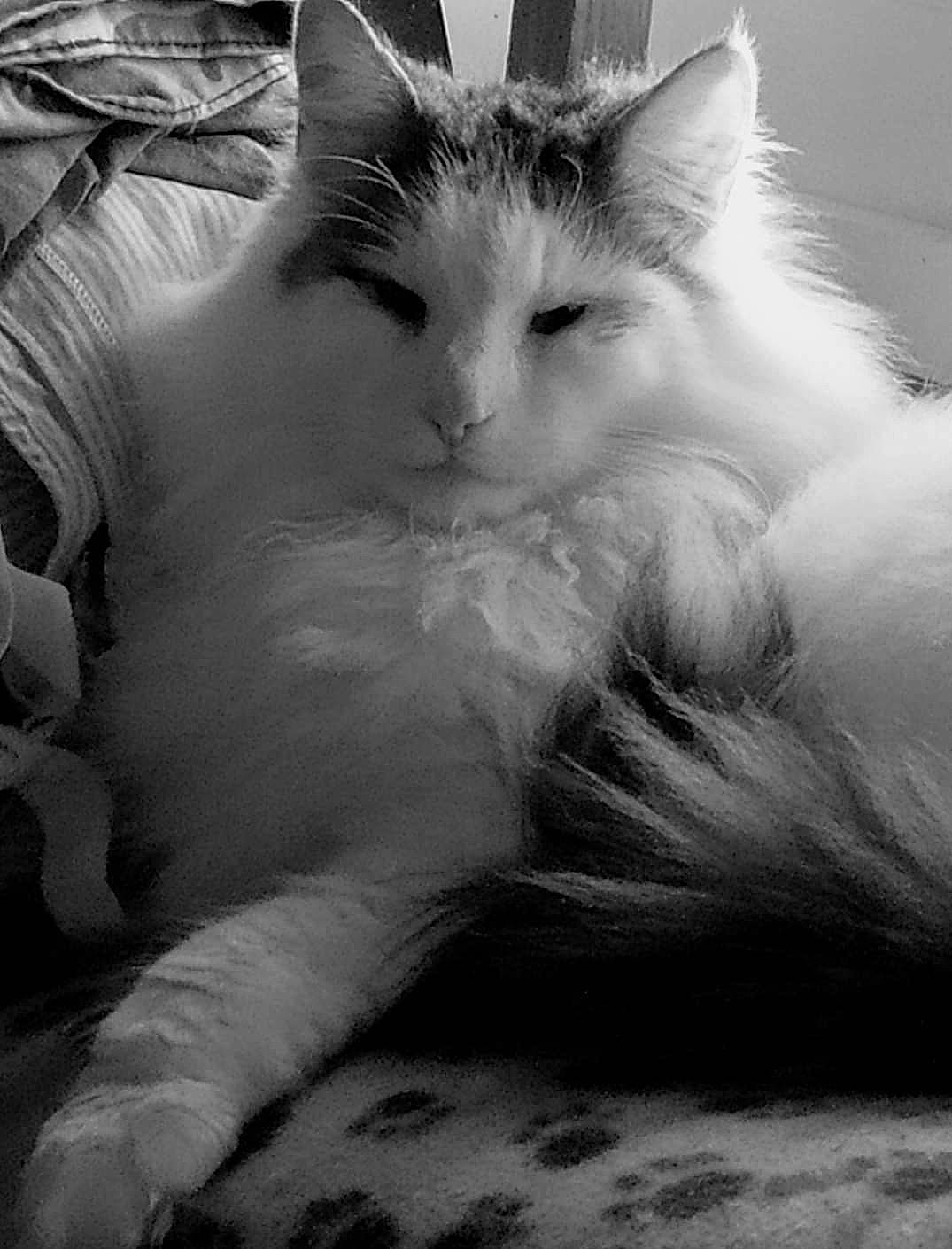 Glenn Namdo a rejoint le concours — aidez-le/la à gagner de superbes lots ! black_and_white, carnivore, cat, claw, comfort, felidae, fur, monochrome, monochrome_photography, paw, photography, small_to_medium_sized_cats, snout, style, tail, whiskers