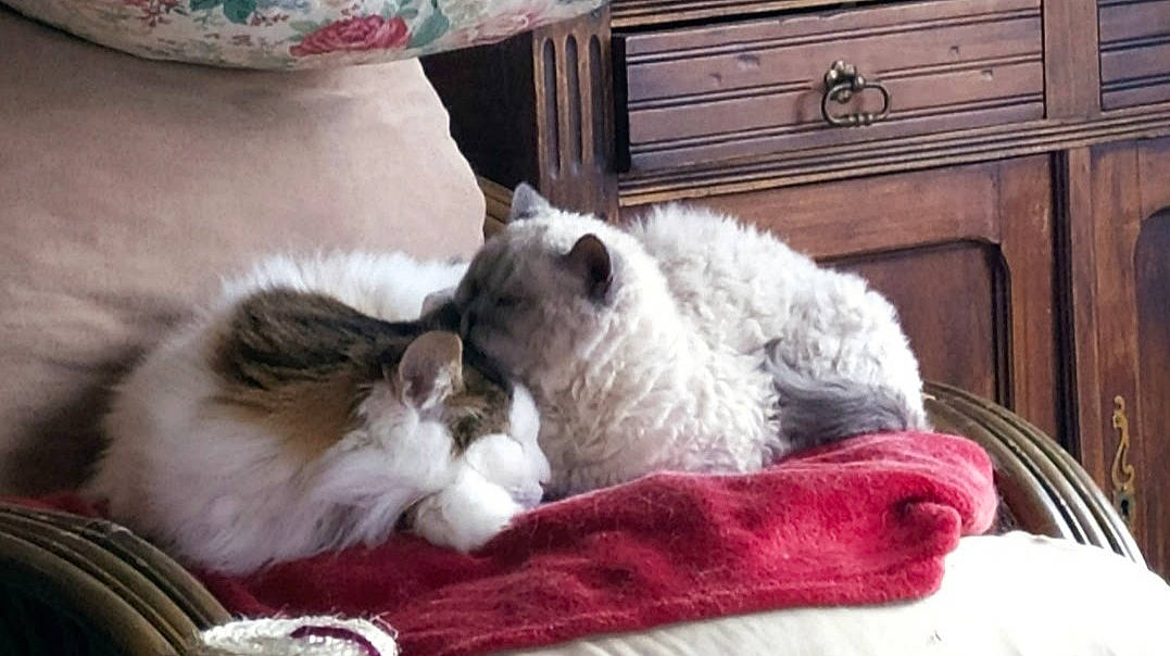 Glenn Namdo participe au concours pour gagner de l'argent avec cette photo : cabinetry, carnivore, cat, cat_supply, claw, comfort, companion_dog, domestic_short_haired_cat, drawer, fawn, felidae, fur, grey, linens, paw, room, small_to_medium_sized_cats, snout, tail, whiskers