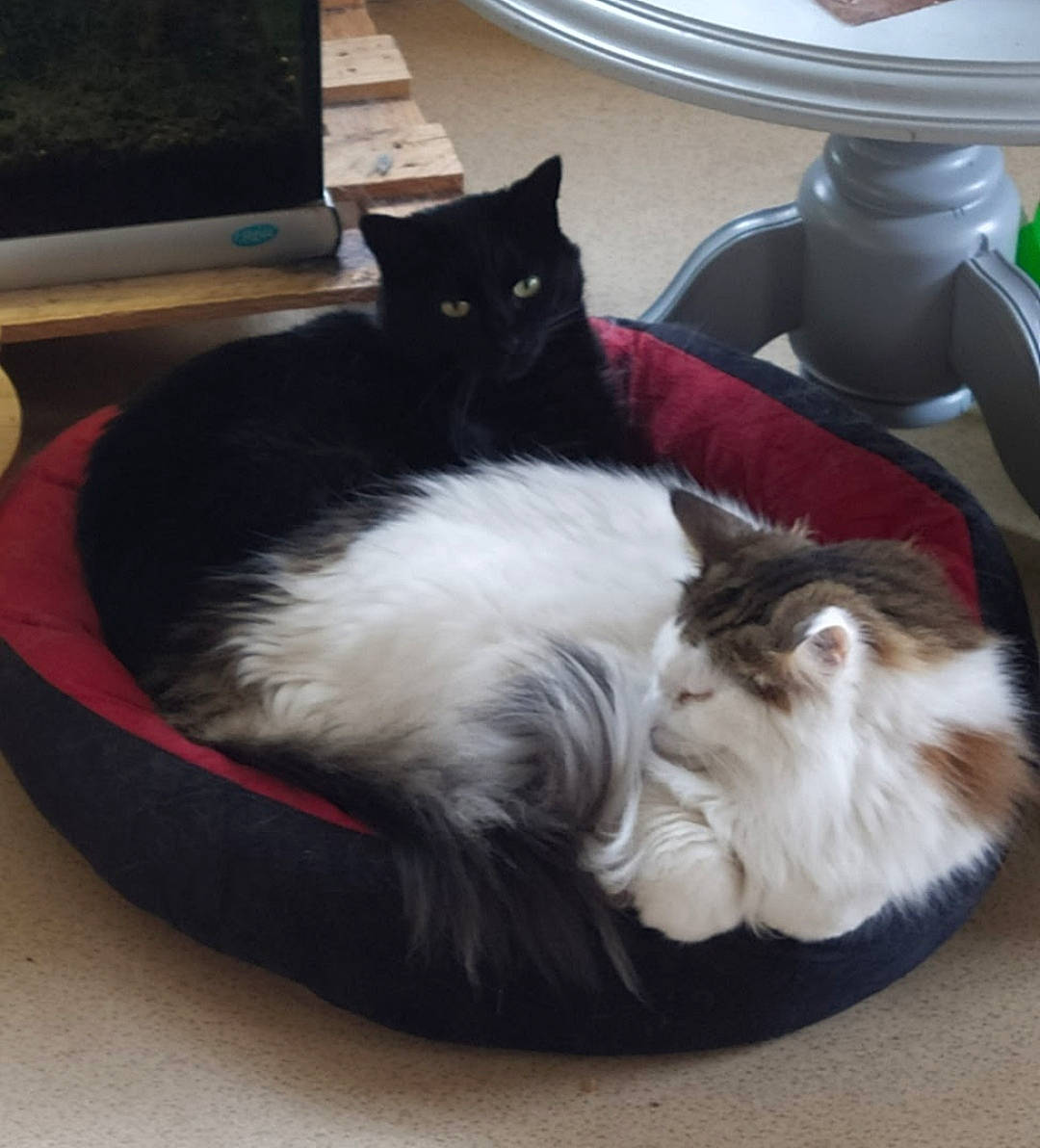 Glenn Namdo a rejoint le concours — aidez-le/la à gagner de superbes lots ! box, carnivore, cat, cat_supply, claw, comfort, companion_dog, computer_keyboard, domestic_short_haired_cat, felidae, foot, fur, hardwood, paw, pet_supply, serveware, small_to_medium_sized_cats, tail, whiskers, window