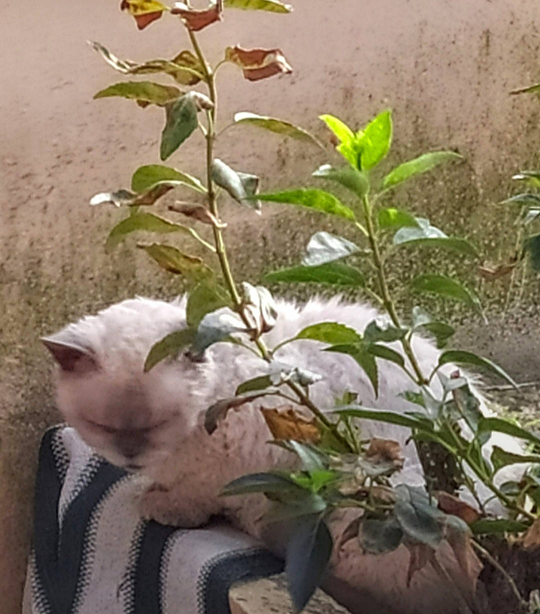 Mistigris a rejoint le concours — aidez-le/la à gagner de superbes lots ! annual_plant, art, carnivore, cat, felidae, flower, flowering_plant, fur, grass, herb, herbaceous_plant, houseplant, petal, plant, shrub, small_to_medium_sized_cats, soil, tail, terrestrial_plant, whiskers