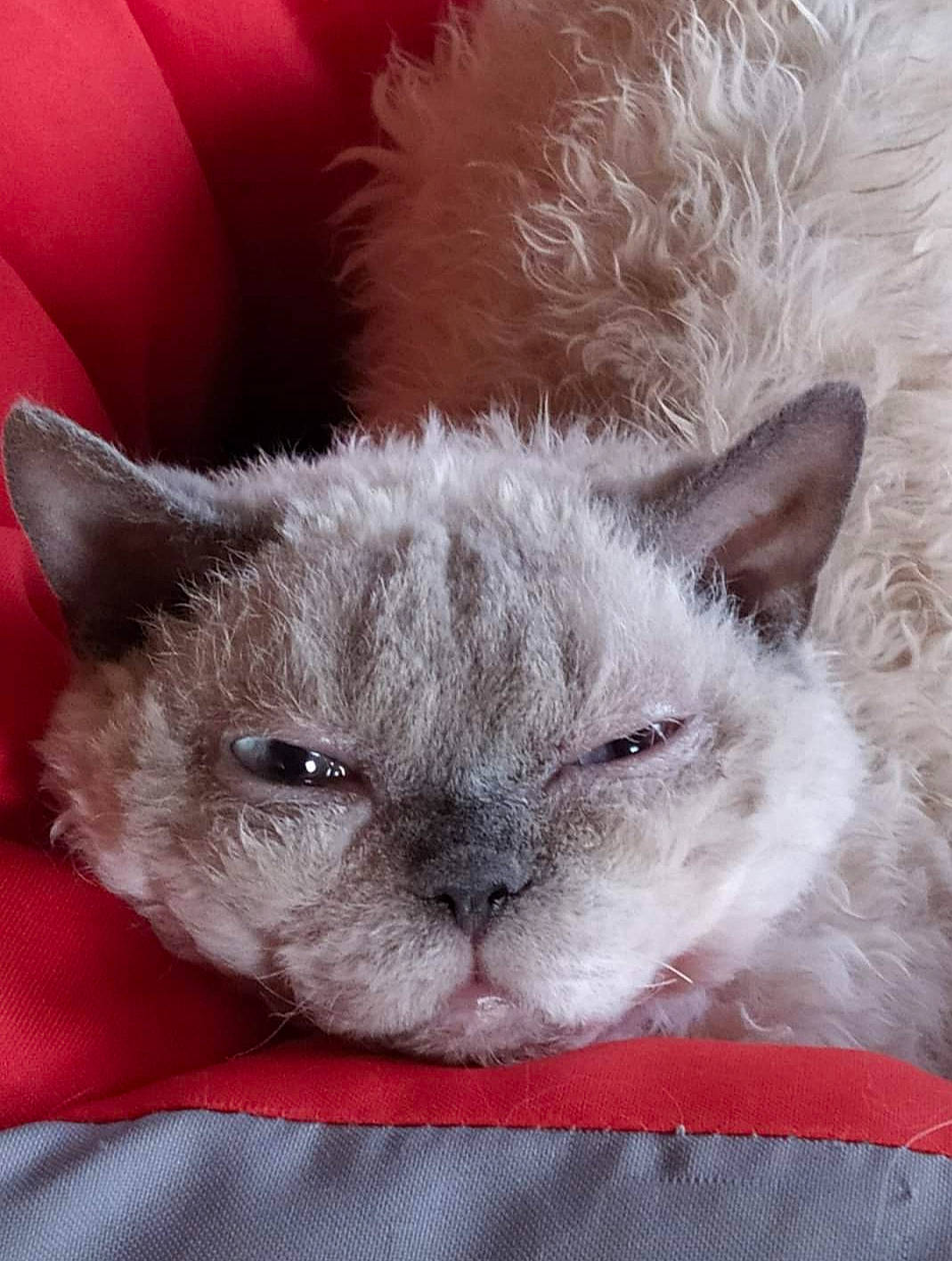 Mistigris a rejoint le concours — aidez-le/la à gagner de superbes lots ! birman, carnivore, cat, cat_bed, cat_supply, comfort, domestic_short_haired_cat, felidae, fur, grey, iris, nap, small_to_medium_sized_cats, snout, whiskers