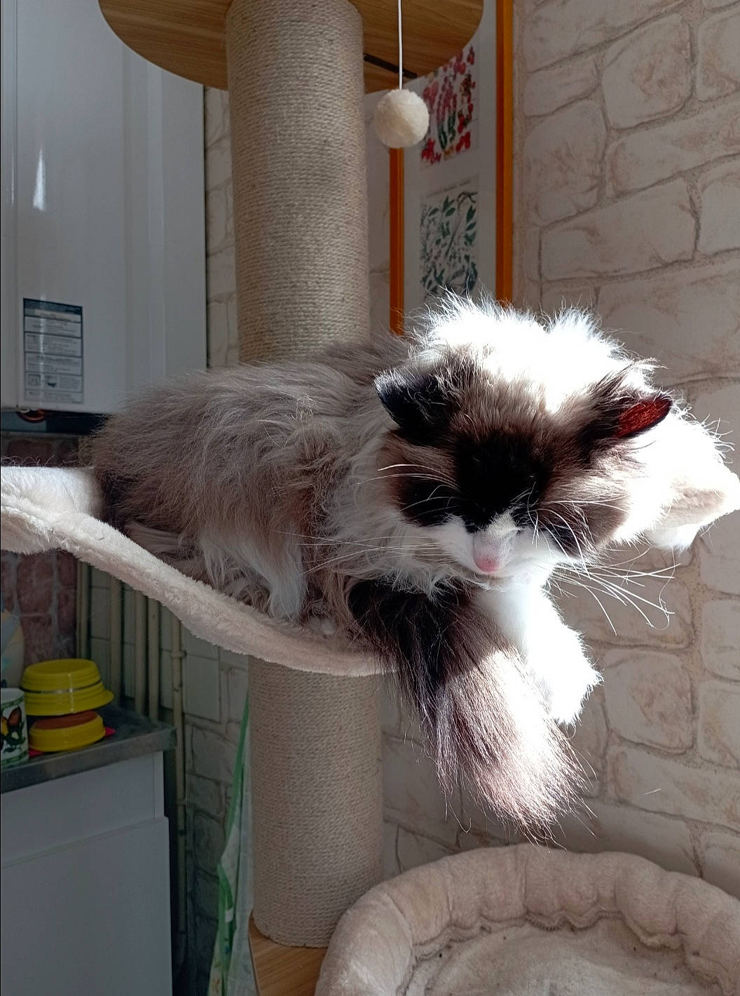 Swittie participe au concours pour gagner de l'argent avec cette photo : carnivore, cat, claw, comfort, domestic_short_haired_cat, felidae, flooring, fur, paw, room, small_to_medium_sized_cats, snout, tail, whiskers, window