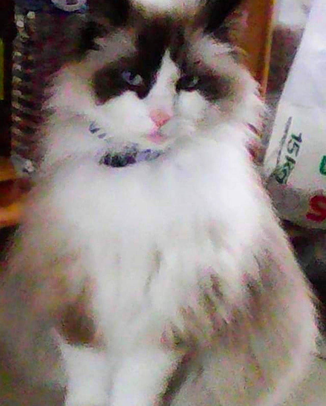 Swittie a rejoint le concours — aidez-le/la à gagner de superbes lots ! carnivore, cat, felidae, fur, small_to_medium_sized_cats, snout, tail, terrestrial_animal, whiskers