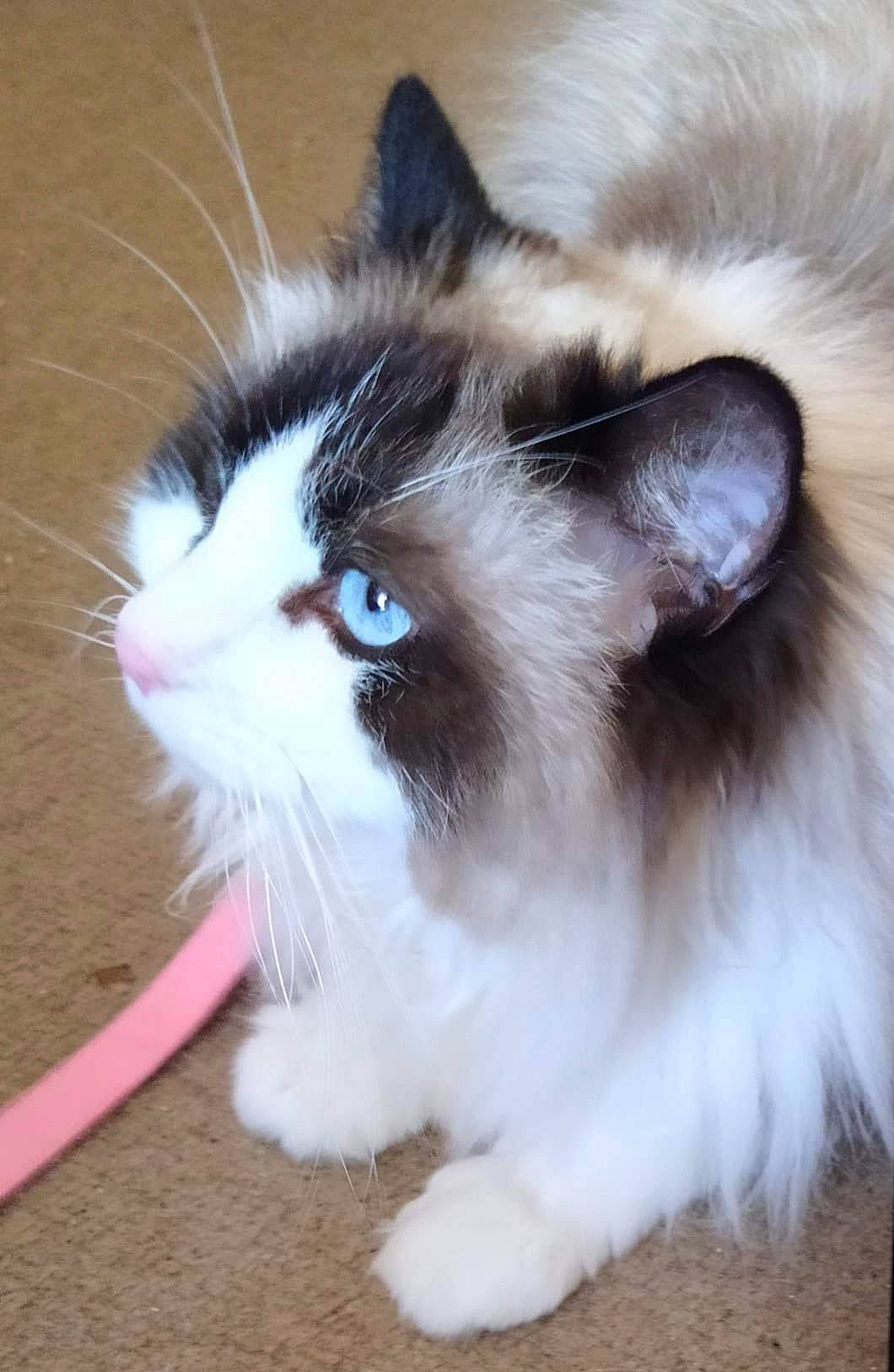 Swittie a rejoint le concours — aidez-le/la à gagner de superbes lots ! balinese, birman, carnivore, cat, claw, domestic_short_haired_cat, eye, fawn, felidae, flooring, foot, fur, hardwood, paw, ragdoll, small_to_medium_sized_cats, snout, tail, thai, whiskers