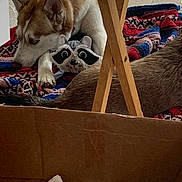 Nala is registered to the contest to win money with this photo: husky, dog, plush_toy, raccoon_toy, blanket, knitted_blanket, cardboard_box, floor, wooden_chair, household, indoor, pet, animal, fur, tail, snout, ear, paw, toy, cozy