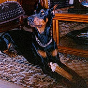 Norton a rejoint le concours — aidez-le/la à gagner de superbes lots ! doberman, dog, bone, indoor, rug, furniture, living_room, pet, canine, collar, chain, table, carpet, wood, animal, domestic, resting, paw, household, mammal