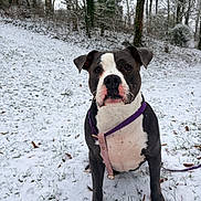 Nezuko a rejoint le concours — aidez-le/la à gagner de superbes lots ! dog, snow, leash, outdoor, winter, grass, tree, nature, pet, canine, animal, fur, collar, forest, cold, landscape, sitting, ears, portrait, white
