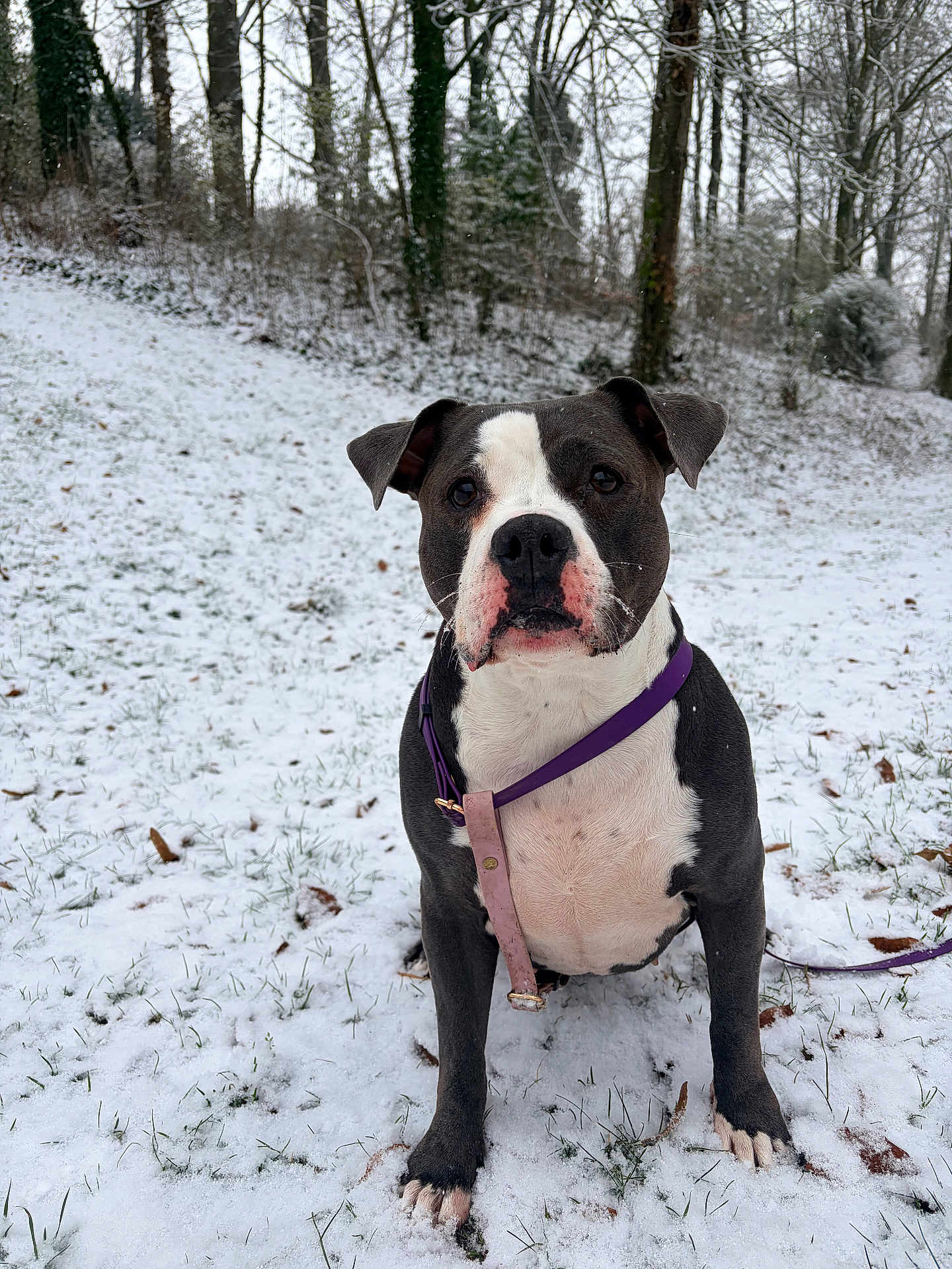 Nezuko a rejoint le concours — aidez-le/la à gagner de superbes lots ! dog, snow, leash, outdoor, winter, grass, tree, nature, pet, canine, animal, fur, collar, forest, cold, landscape, sitting, ears, portrait, white