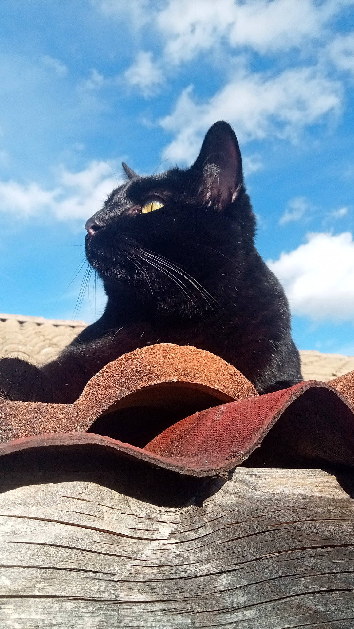 Choupi participe au concours pour gagner de l'argent avec cette photo : black_cat, bombay, carnivore, cat, cloud, domestic_short_haired_cat, eye, felidae, landscape, sand, shadow, sky, small_to_medium_sized_cats, snout, tail, terrestrial_animal, tints_and_shades, tree, whiskers, wood