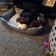 Jack is registered to the contest to win money with this photo: dog, black_dog, dog_bed, stuffed_toy, plush_toy, carpet, laundry_basket, room_interior, sleeping, pet, cozy, home, toy_rope, furniture, soft_lighting, brown_toy, relaxing, indoor, quiet, resting
