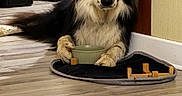 Ulysse a rejoint le concours — aidez-le/la à gagner de superbes lots ! dog, border_collie, heterochromia, blue_eye, brown_eye, indoor, wooden_floor, bowl, mat, wooden_blocks, black_and_white, pet, animal, lying_down, paws, fur, doorframe, wall, cozy, domestic