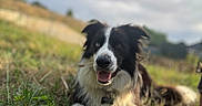Ulysse participe au concours pour gagner de l'argent avec cette photo : animal, black_and_white, border_collie, canine, collar, daylight, dog, ears, eyes, field, fur, grass, happy, lying_down, muzzle, nature, outdoor, pet, smiling, tongue