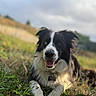 dog, border_collie, animal, pet, grass, outdoor, smiling, lying_down, nature, canine, happy, fur, black_and_white, tongue, eyes, collar, daylight, field, muzzle, ears