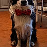 dog, bow_tie, black_and_white, sitting, floor, tile_floor, indoor, kitchen, table, chair, curious, pet, animal, furry, domestic, companion, looking_at_camera, decor, red, white