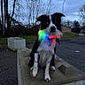 Ulysse a rejoint le concours — aidez-le/la à gagner de superbes lots ! dog, border_collie, heterochromia, collar, rainbow_light, concrete_block, twilight, outdoor, trees, grass, street_light, cloudy_sky, black_and_white, pet, animal, sitting, nature, fur, road, park
