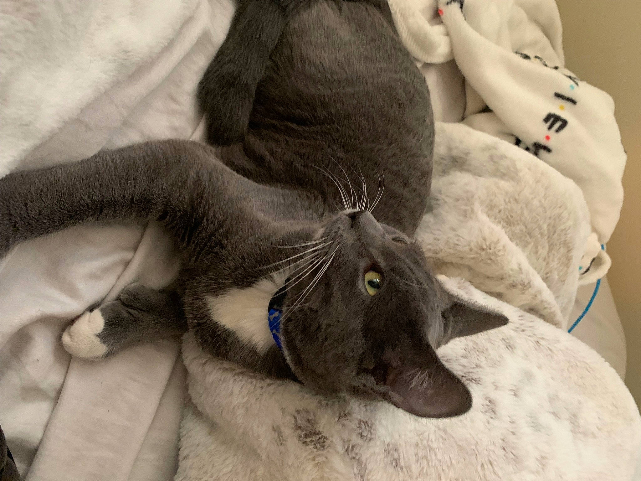 Zeus joined the competition — help win amazing prizes! canidae, carnivore, comfort, companion_dog, dog, dog_breed, ear, fawn, felidae, foot, fur, gesture, grey, human_leg, nail, paw, small_to_medium_sized_cats, snout, sporting_group, whiskers