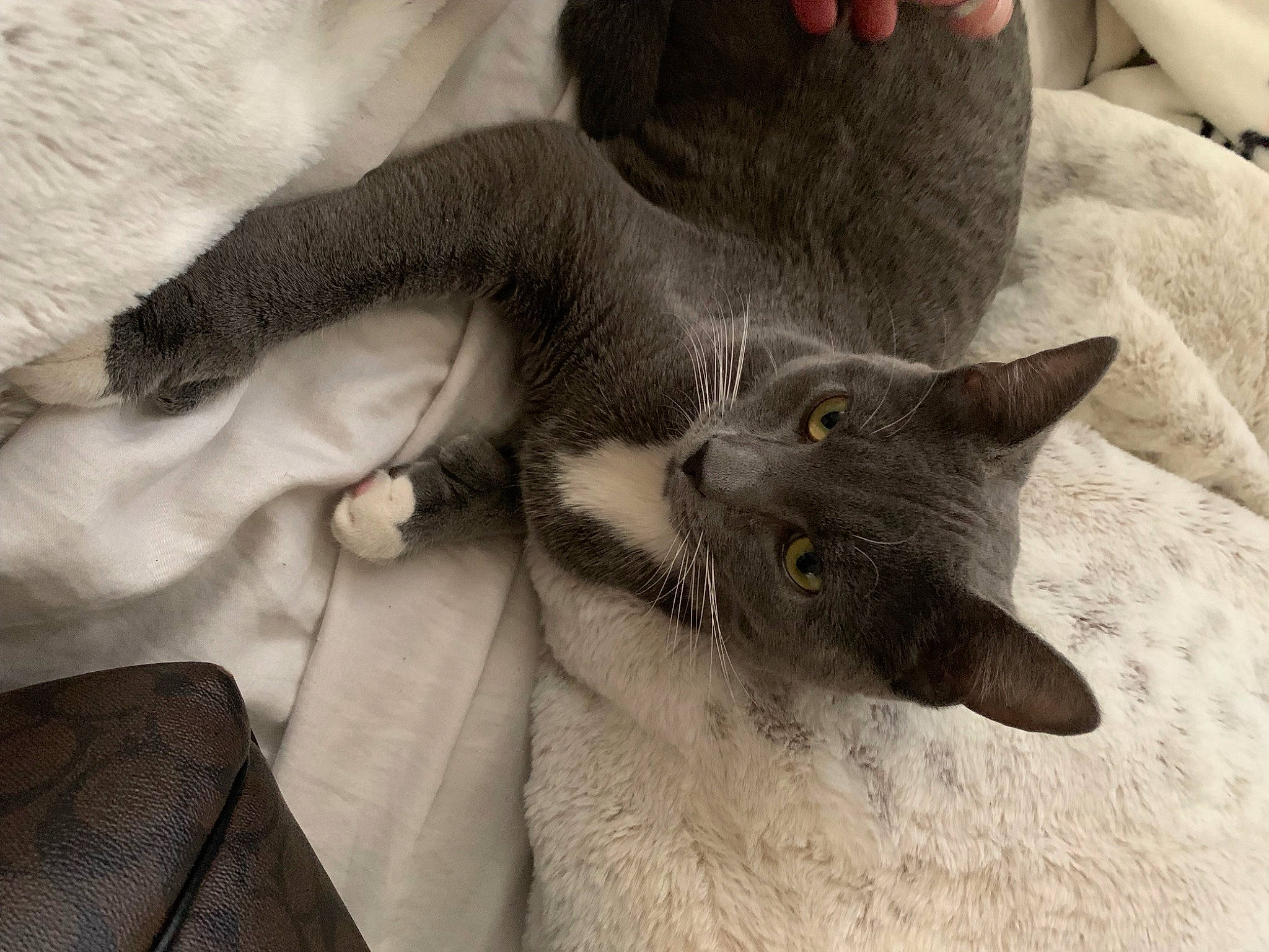 Zeus joined the competition — help win amazing prizes! black_cat, carnivore, cat, claw, comfort, domestic_short_haired_cat, ear, fawn, felidae, foot, fur, gesture, grey, mammal, nail, russian_blue, small_to_medium_sized_cats, tail, vertebrate, whiskers