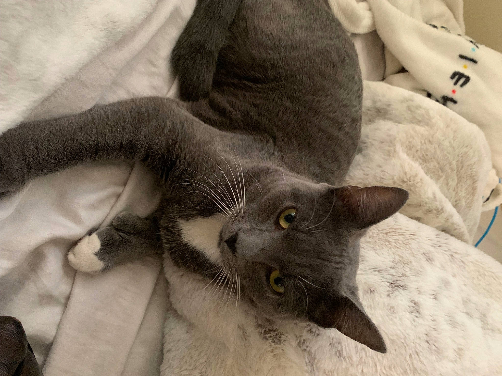 Zeus is registered to the contest to win money with this photo: black_cat, carnivore, cat, claw, comfort, domestic_short_haired_cat, felidae, fur, grey, linens, monochrome_photography, plant, russian_blue, small_to_medium_sized_cats, snout, tail, whiskers