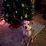 Chance joined the competition — help win amazing prizes! brown_and_white_dog, carpet, cheerful, christmas_tree, collar, cute, decorations, dog, domestic_animal, festive, floor, holiday, holiday_decor, indoor, lights, ornaments, pet, pine_tree, seasonal, sitting