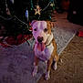 animal, brown_and_white, canine, carpet, celebration, christmas_tree, collar, cute, decorations, dog, festive, floor, happy, holiday, home, indoor, ornaments, pet, sitting, tongue_out