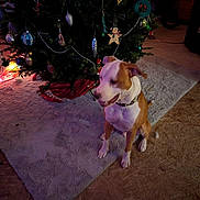 Chance joined the competition — help win amazing prizes! blurred, brown_and_white, celebration, cheerful, christmas_tree, collar, decorations, dog, festive, floor, holiday, home, indoor, lighting, ornaments, pet, rug, seasonal, sitting, tree_skirt