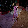 attentive, box, brown_and_white, calm, carpet, christmas_tree, collar, curtains, decorations, dog, festive, floor, holiday, indoor, ornaments, pet, plastic_storage, room, sitting, wood_floor