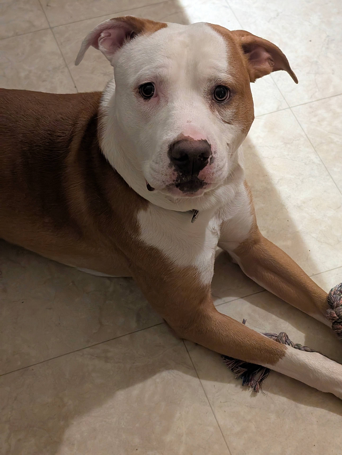 Chance joined the competition — help win amazing prizes! attentive, big_eyes, brown_and_white, close_up, collar, companion, dog, flooring, indoor, laying_down, looking_at_camera, muzzle, nose, paws, pet, pitbull, portrait, rope_toy, tile_floor, whiskers