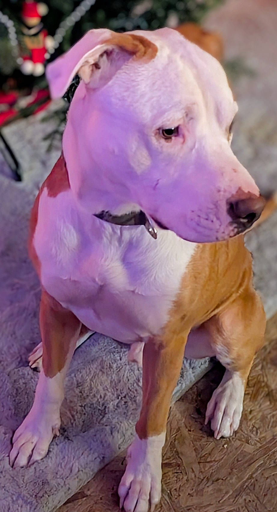 Chance is registered to the contest to win money with this photo: blurred_background, canine, carpet, closeup, collar, companion, dog, domestic_animal, ears, floor, fur, holiday_decor, indoor, looking_away, nose, paws, pet, portrait, sitting, white_and_brown