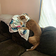 Chancerbobancer is registered to the contest to win money with this photo: animal, blanket, brown, canine, collar, comfort, couch, cozy, curtain, daylight, dog, furniture, home, indoor, pet, relaxing, resting, sleeping, soft, white