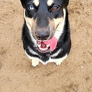 Zoe-Maie is registered to the contest to win money with this photo: animal, black_fur, blue_eye, brown_eye, canine, closeup, dog, ears_up, footwear, happy, heterochromia, human_presence, looking_up, outdoor, paw, pet, sand, sitting, tan_fur, tongue_out