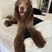 Archie joined the competition — help win amazing prizes! dog, poodle, bed, pillow, floral_sheet, brown_fur, curly_fur, happy, smiling, indoor, furniture, shoe_organizer, black_dog, relaxing, pet, cozy, home, comfort, resting, animal