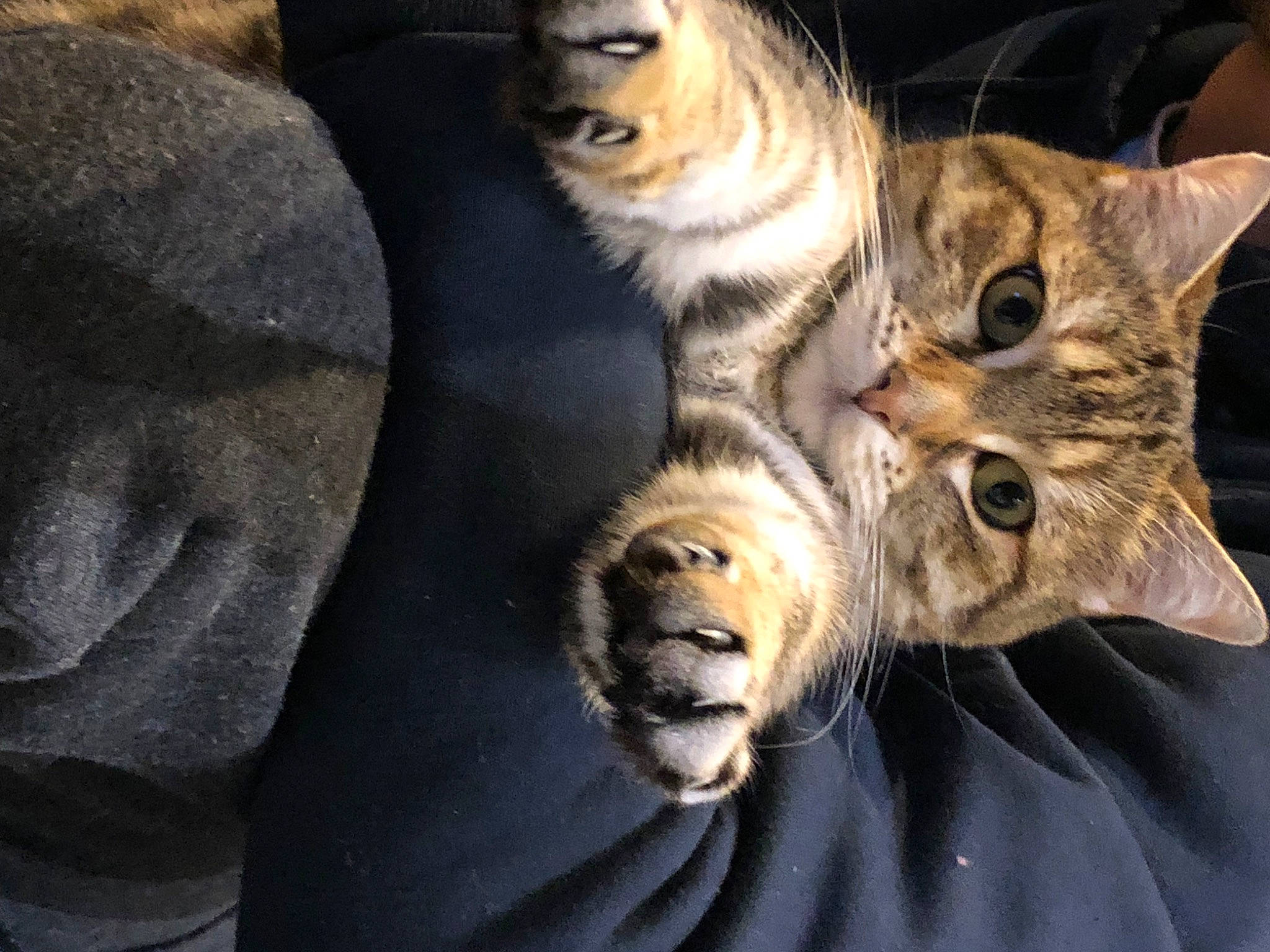 Maylie a rejoint le concours — aidez-le/la à gagner de superbes lots ! big_cats, carnivore, cat, claw, domestic_short_haired_cat, fawn, felidae, fur, paw, small_to_medium_sized_cats, tail, terrestrial_animal, whiskers, wildlife, wood