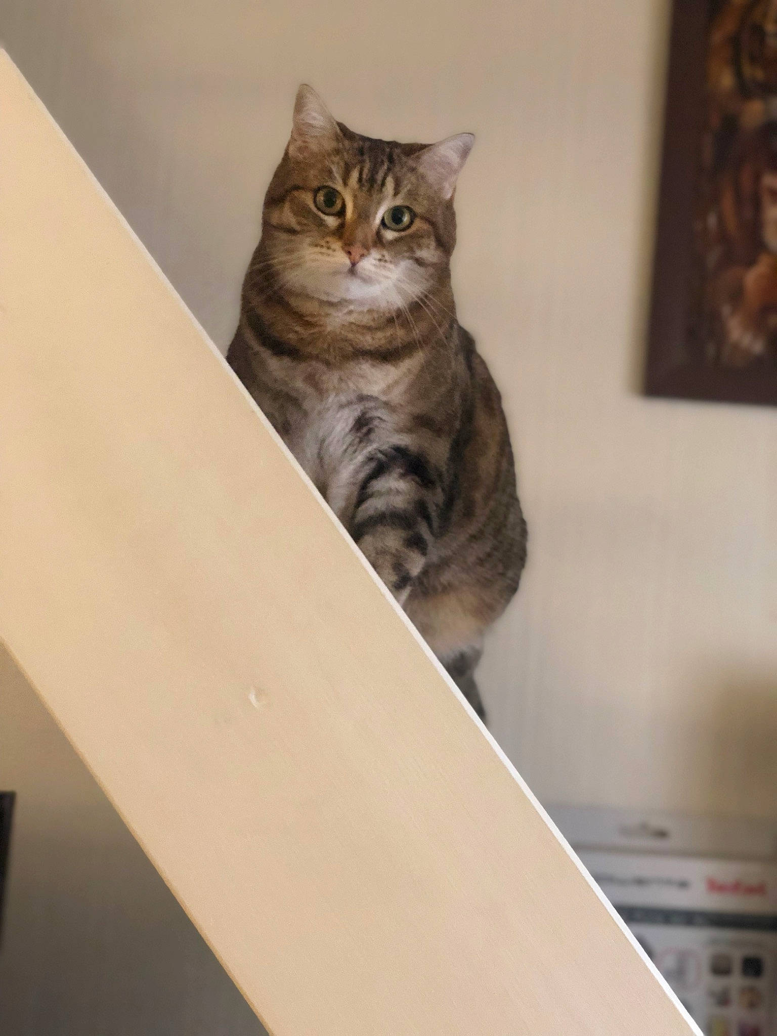 Maylie participe au concours pour gagner de l'argent avec cette photo : carnivore, cat, domestic_short_haired_cat, door, felidae, fur, hardwood, picture_frame, room, sitting, small_to_medium_sized_cats, snout, whiskers, window, wood