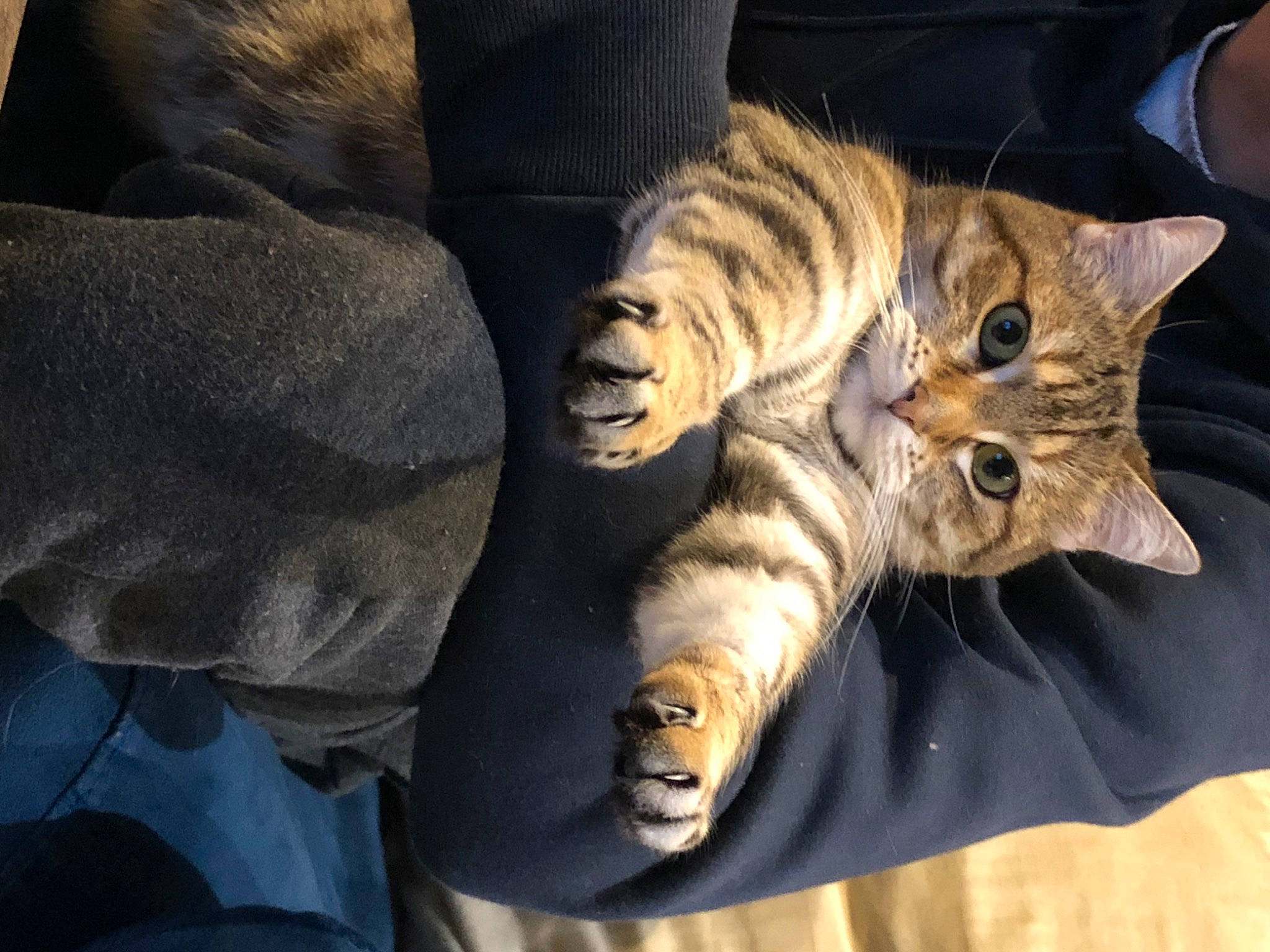 Maylie participe au concours pour gagner de l'argent avec cette photo : bed, carnivore, cat, comfort, domestic_short_haired_cat, fawn, felidae, foot, fur, gesture, human_leg, linens, nail, nap, paw, small_to_medium_sized_cats, tail, tree, whiskers, wood