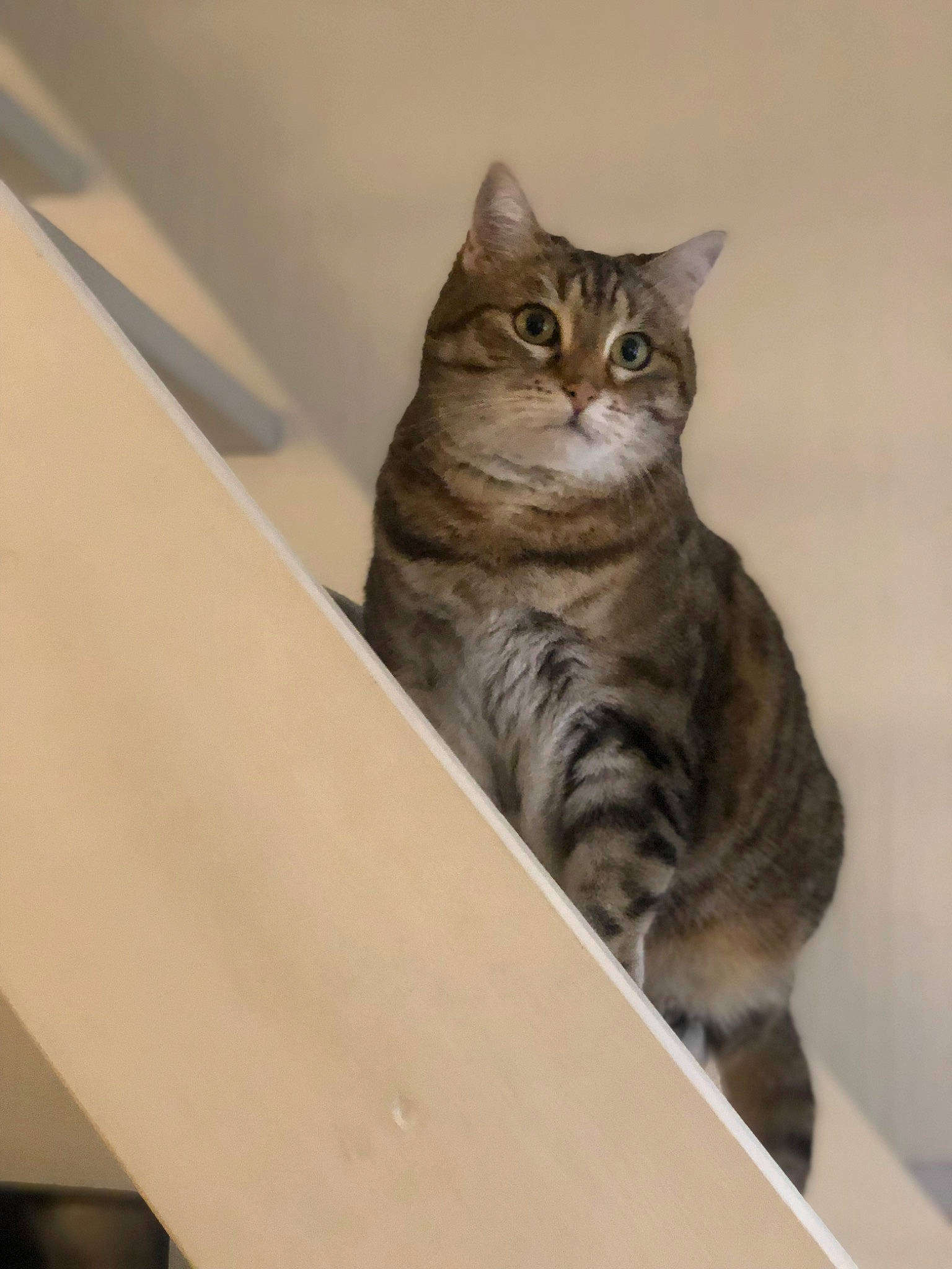 Maylie participe au concours pour gagner de l'argent avec cette photo : carnivore, cat, domestic_short_haired_cat, door, eye, fawn, felidae, fur, paw, small_to_medium_sized_cats, snout, tail, terrestrial_animal, whiskers, wood