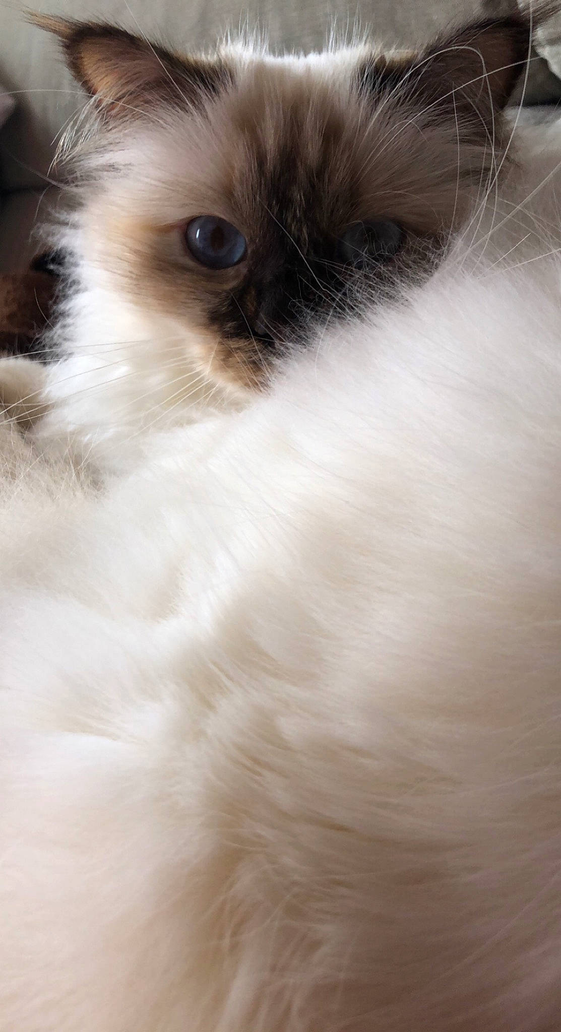 Naya a rejoint le concours — aidez-le/la à gagner de superbes lots ! balinese, canidae, carnivore, cat, companion_dog, dog_breed, eyelash, fawn, felidae, fur, small_to_medium_sized_cats, sporting_group, tail, terrestrial_animal, tree, whiskers, wildlife, working_animal