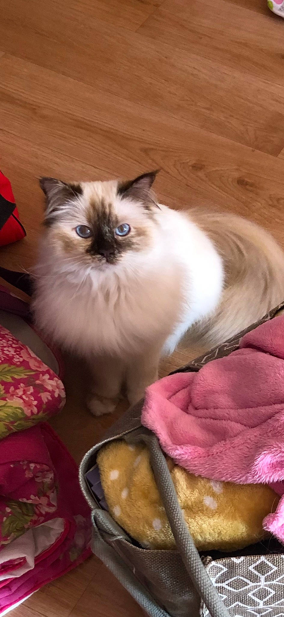 Naya a rejoint le concours — aidez-le/la à gagner de superbes lots ! bag, balinese, birman, carnivore, cat, cat_supply, fawn, felidae, fur, luggage_and_bags, magenta, ragdoll, shoulder_bag, siamese, small_to_medium_sized_cats, thai, whiskers