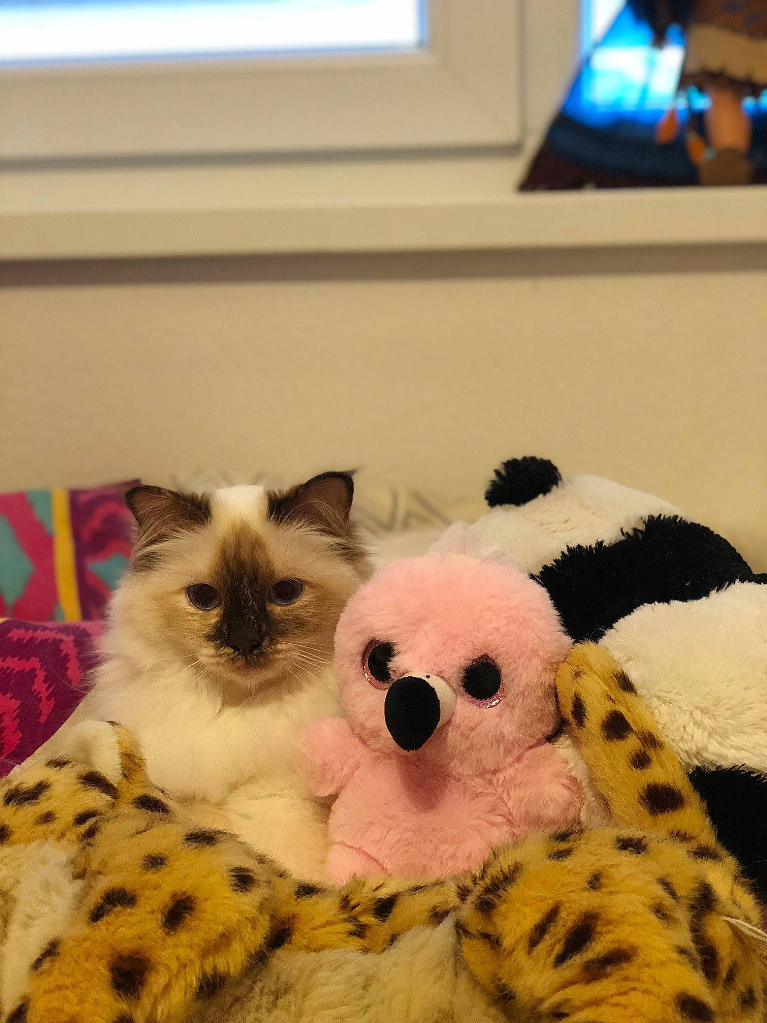 Naya participe au concours pour gagner de l'argent avec cette photo : bag, blue, carnivore, cat, comfort, companion_dog, couch, fawn, felidae, flooring, linens, luggage_and_bags, pattern, room, siamese, small_to_medium_sized_cats, snout, television, textile, whiskers