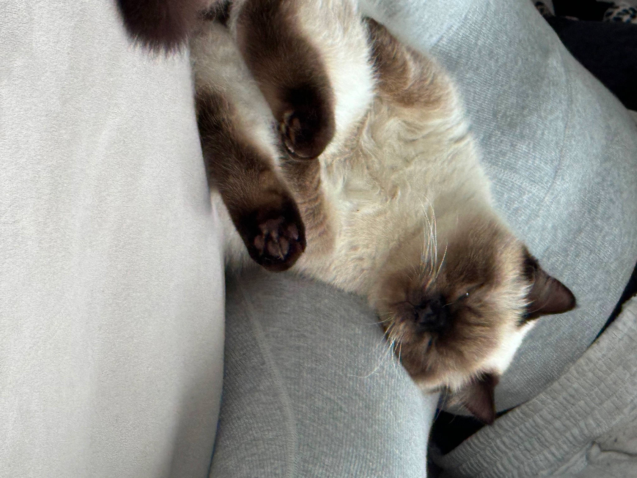 Mai is registered to the contest to win money with this photo: balinese, carnivore, cat, claw, comfort, dog_breed, fawn, felidae, fur, paw, siamese, small_to_medium_sized_cats, snout, tail, terrestrial_animal, thai, whiskers, wildlife