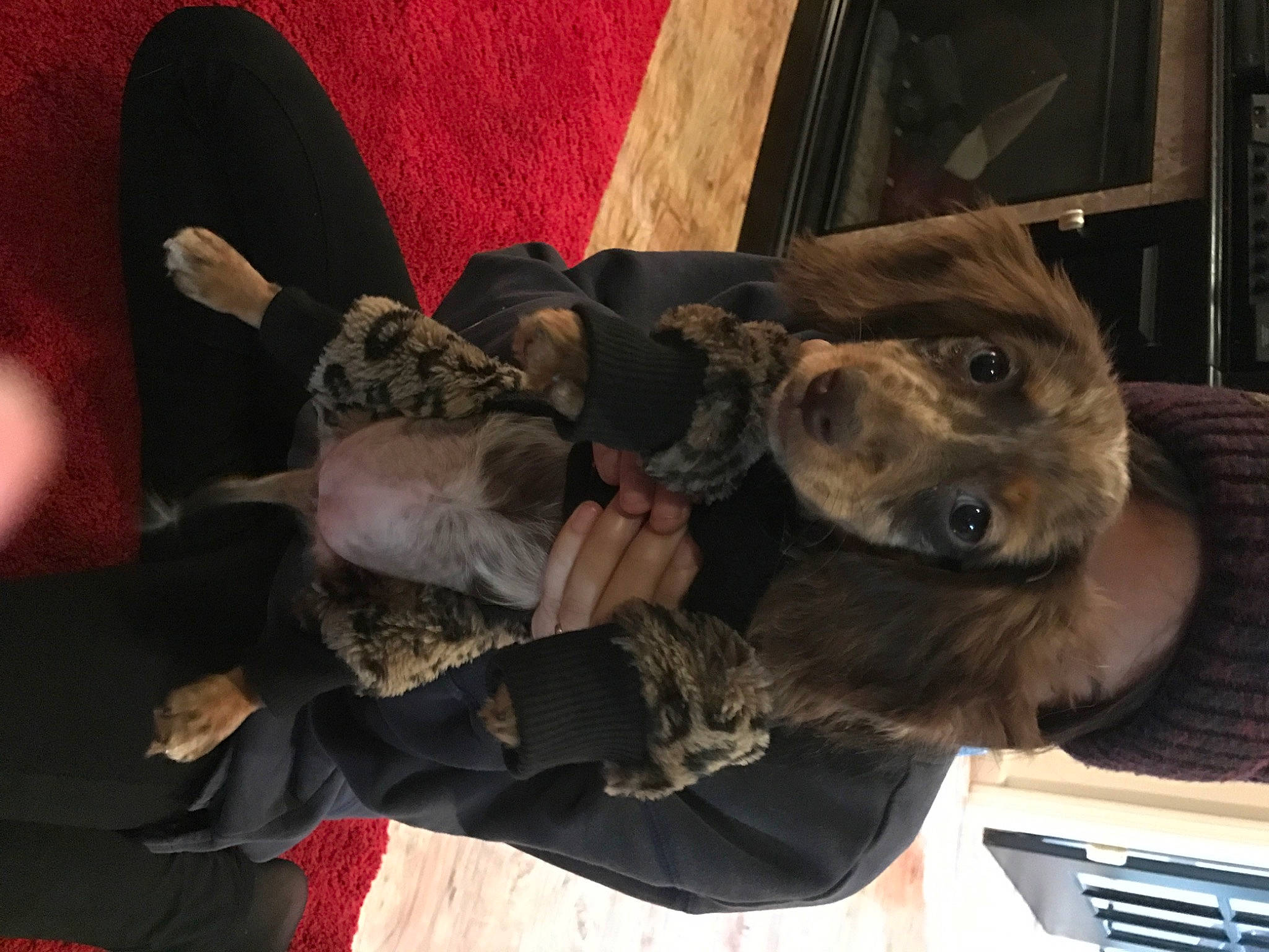 Mai joined the competition — help win amazing prizes! army, canidae, carnivore, companion_dog, dog, dog_breed, dog_collar, fawn, fur, guard_dog, hat, metal, military, military_camouflage, personal_protective_equipment, sculpture, snout, sporting_group, whiskers, working_animal