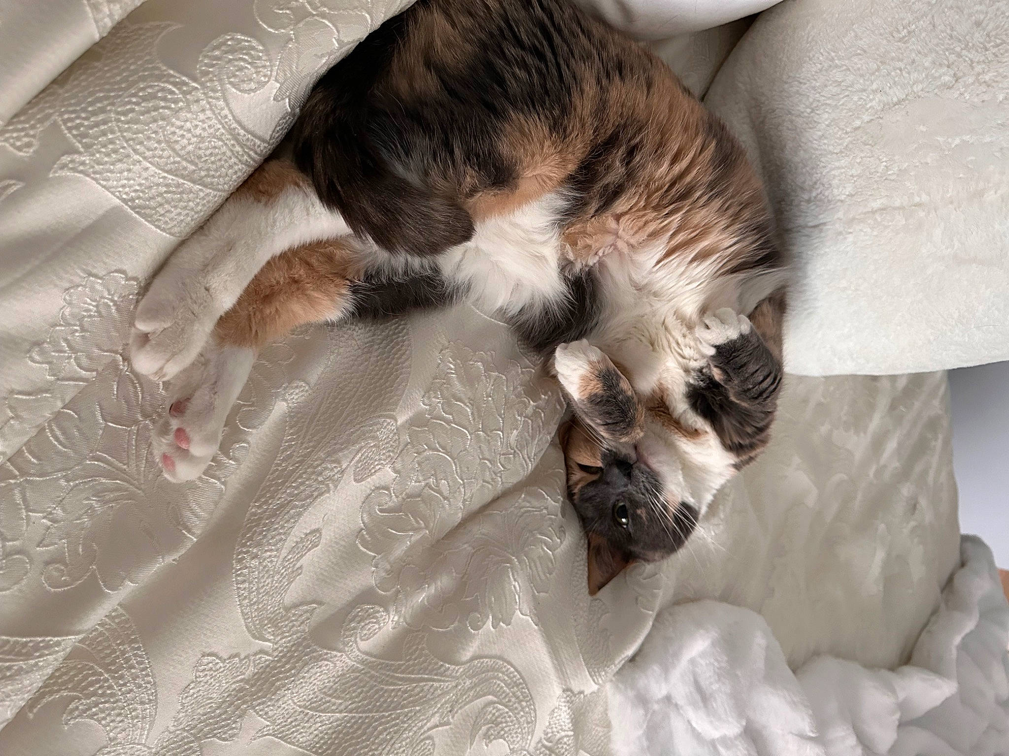 Yin Yang is registered to the contest to win money with this photo: canidae, carnivore, cat, claw, comfort, companion_dog, dog_breed, domestic_short_haired_cat, fawn, felidae, fur, linens, nap, paw, small_to_medium_sized_cats, snout, sporting_group, tail, terrestrial_animal, whiskers