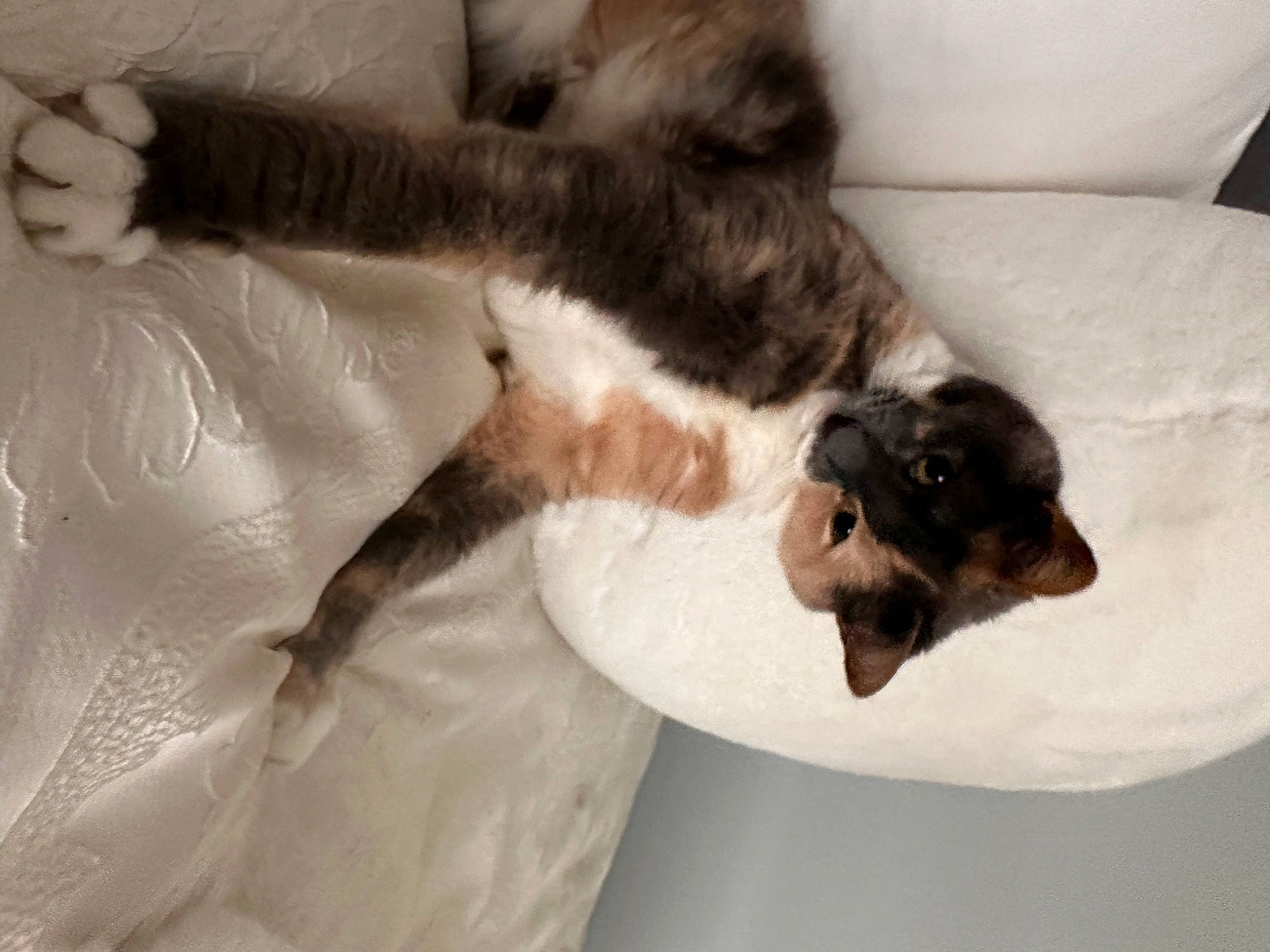 Yin Yang is registered to the contest to win money with this photo: canidae, carnivore, cat, claw, comfort, companion_dog, couch, dog_breed, domestic_short_haired_cat, felidae, fur, hardwood, nap, paw, room, small_to_medium_sized_cats, snout, sporting_group, tail, whiskers