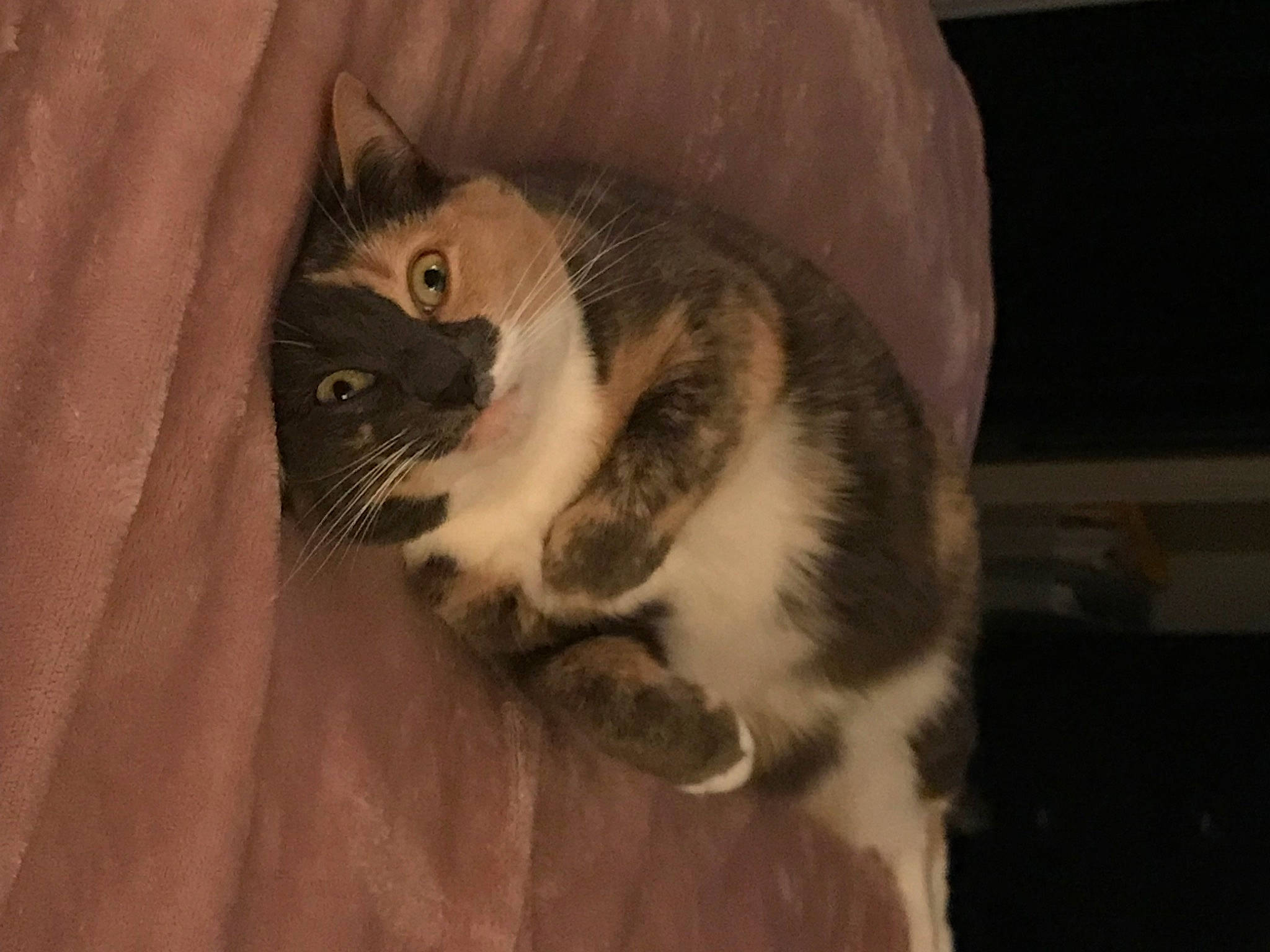 Yin Yang is registered to the contest to win money with this photo: cardboard, carnivore, cat, domestic_short_haired_cat, door, felidae, fur, hardwood, paw, small_to_medium_sized_cats, tail, whiskers, wood