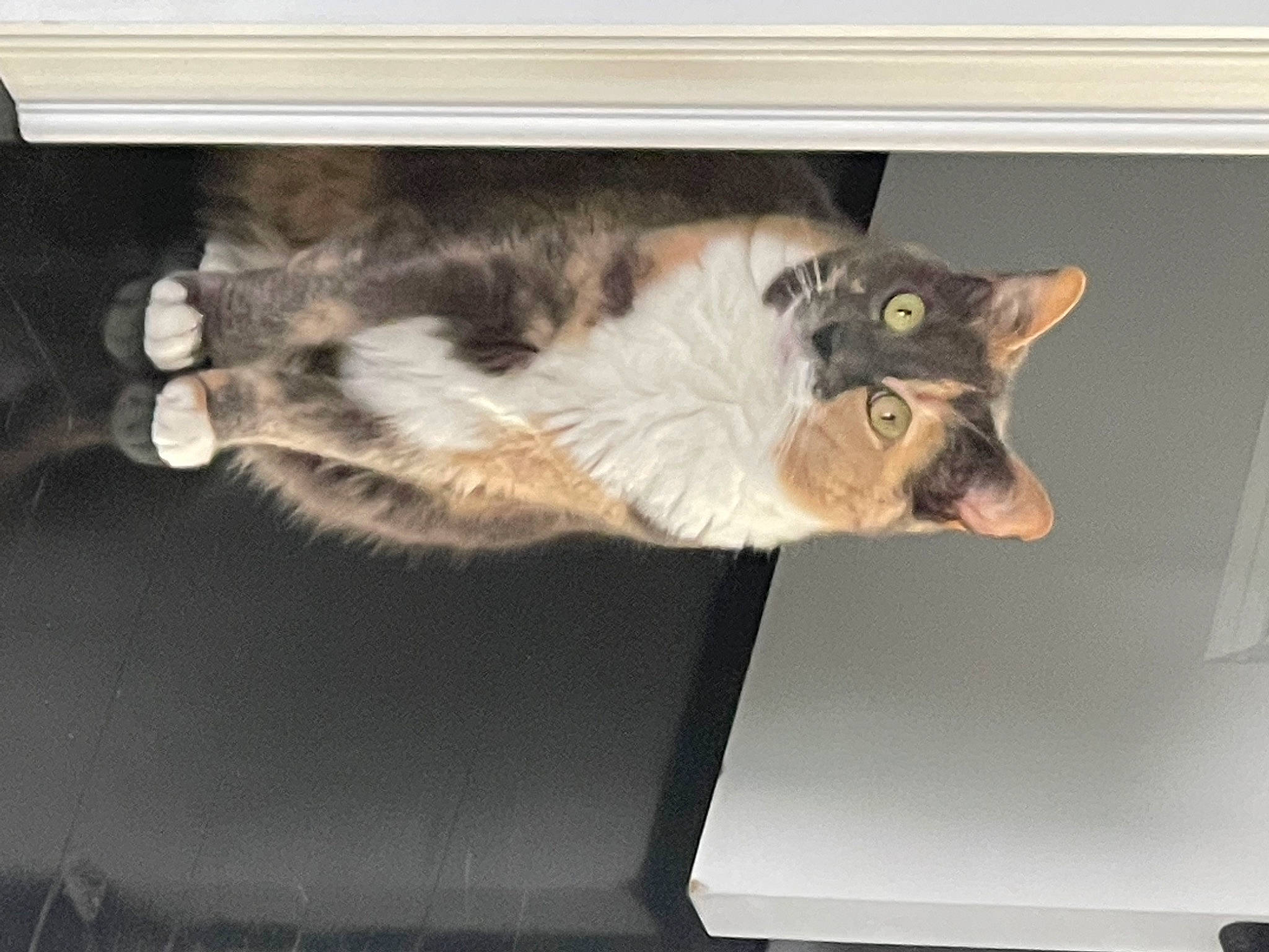 Yin Yang joined the competition — help win amazing prizes! box, cardboard, carnivore, cat, domestic_short_haired_cat, door, felidae, fur, metal, paw, small_to_medium_sized_cats, tail, whiskers, window