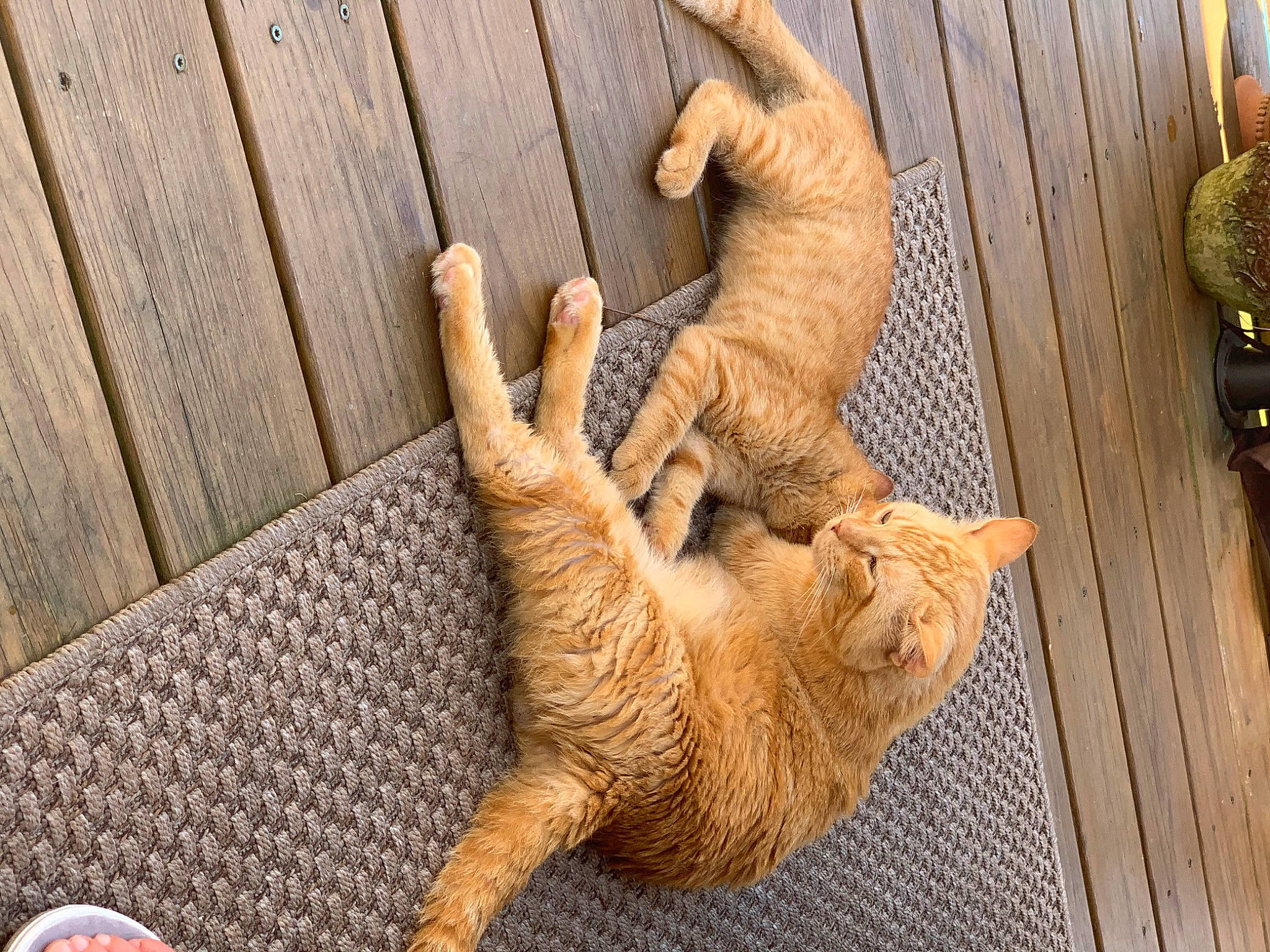 Jake is registered to the contest to win money with this photo: art, carnivore, cat, claw, domestic_short_haired_cat, fawn, felidae, flooring, fur, hardwood, paw, small_to_medium_sized_cats, snout, tail, terrestrial_animal, trunk, vertebrate, whiskers, wildlife, wood