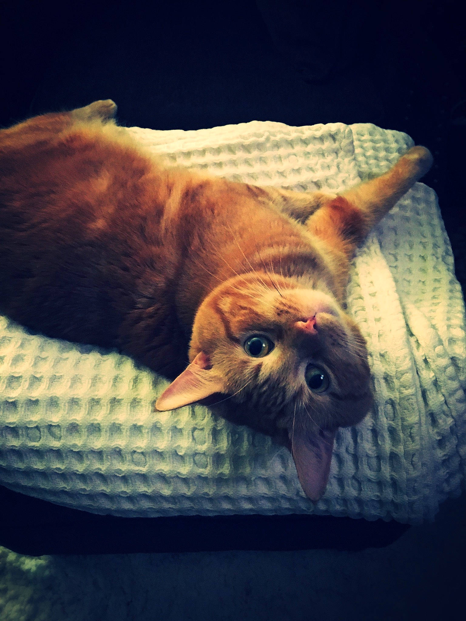 Jake joined the competition — help win amazing prizes! carnivore, cat, cloud, comfort, companion_dog, dog_breed, domestic_short_haired_cat, facial_hair, fang, felidae, fur, paw, sky, small_to_medium_sized_cats, snout, sporting_group, tail, tints_and_shades, whiskers, wood