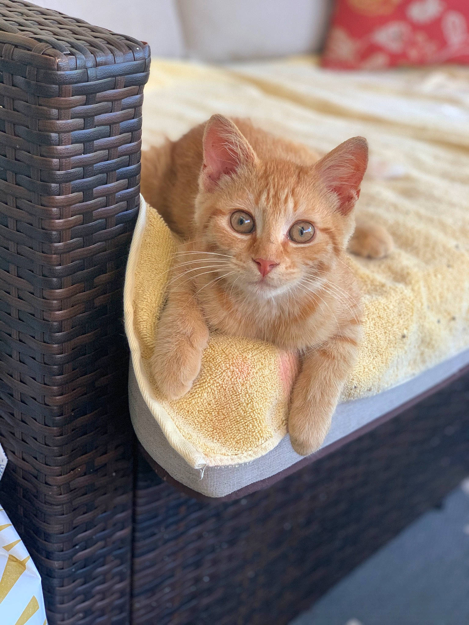 Jake is registered to the contest to win money with this photo: basket, carnivore, cat, cat_furniture, cat_supply, claw, domestic_short_haired_cat, fawn, felidae, fur, home_accessories, paw, pet_supply, sitting, small_to_medium_sized_cats, snout, tail, whiskers, wicker, wood